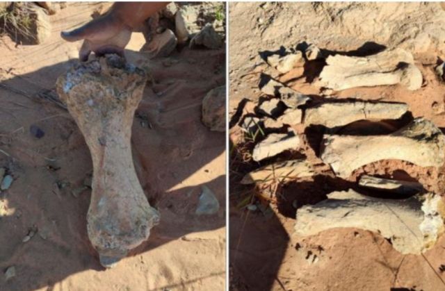 Descubren restos fósiles de un antiguo perezoso cerca de Redención Pampa