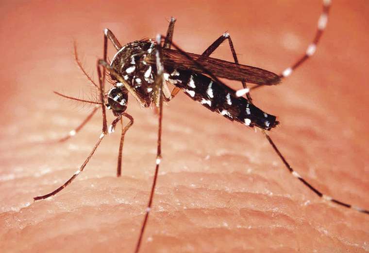 Dengue: 75 fallecimientos y más de 22 mil casos confirmados