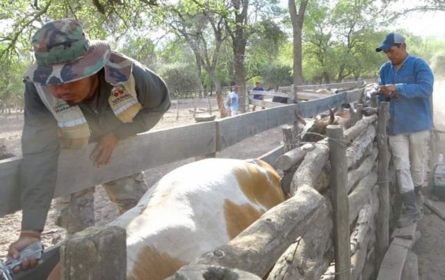 Inicia Campaña de Vacunación Contra Rabia Bovina en Chaco