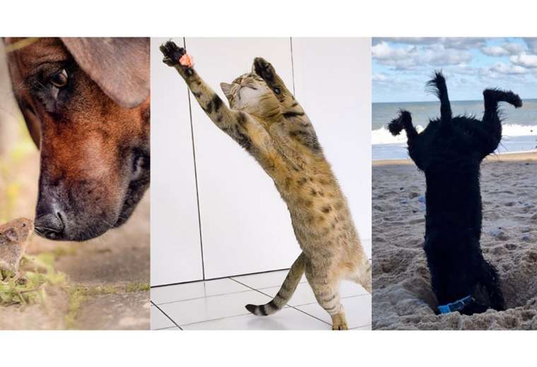 Los mejores compañeros: 25 fotografías divertidas de mascotas destacan en el Comedy Pet Photography Awards
