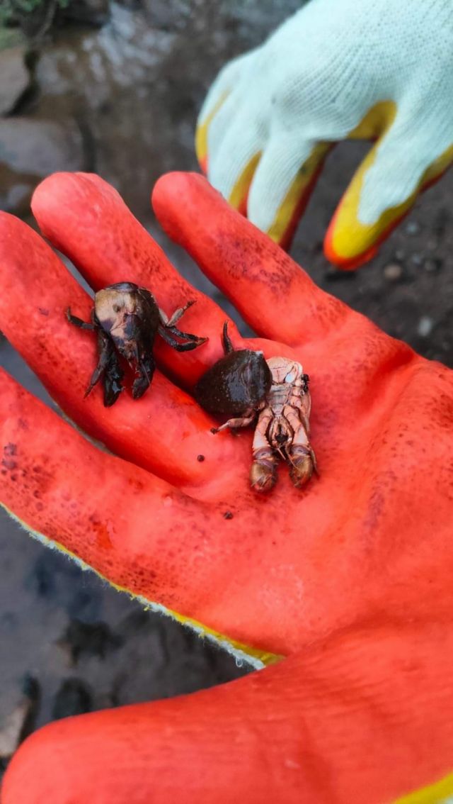 Alarma por la misteriosa muerte masiva de cangrejos en San Jacinto