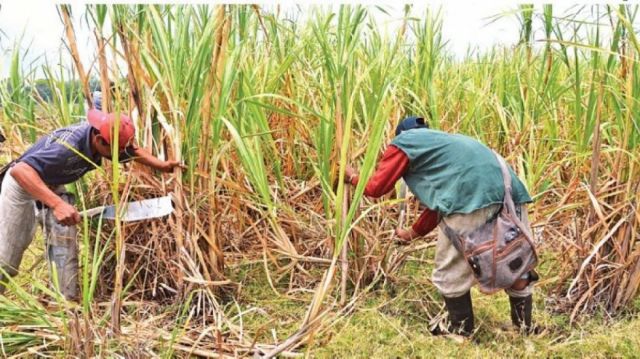 Sequía afecta a caña de azúcar y cítricos de Bermejo