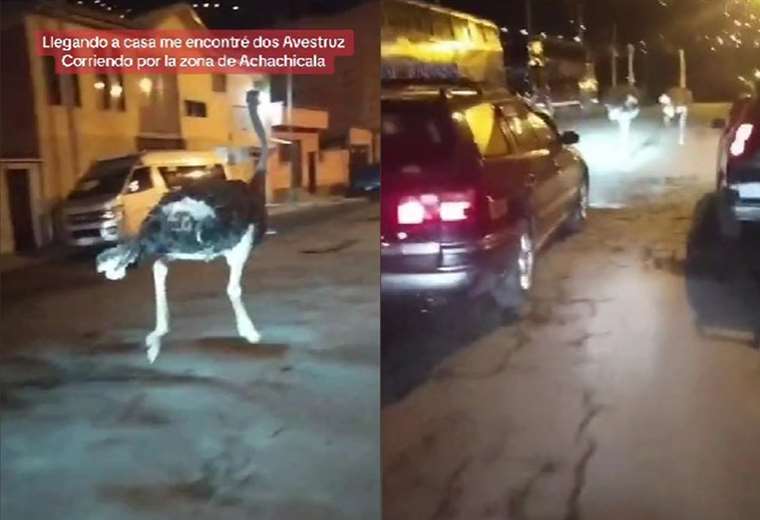 Avestruces en La Paz: ¿Qué hacían dos aves corriendo a gran velocidad por la ciudad?
