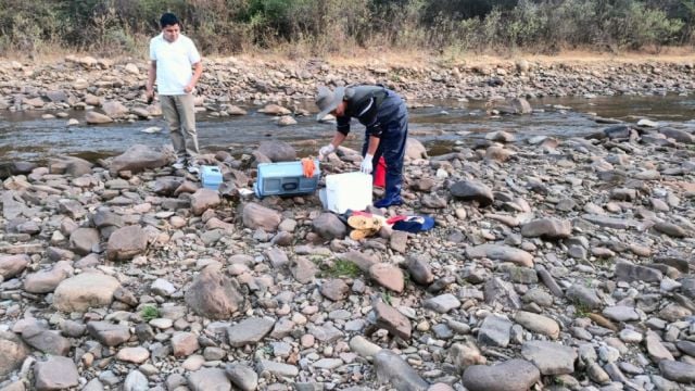 Investigación por masiva mortandad de cangrejos en río de San Jacinto