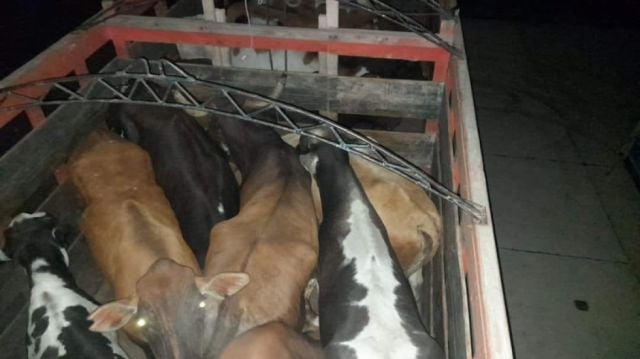 Maltrato animal: denuncian al CEO por incurrir en malos tratos al ganado