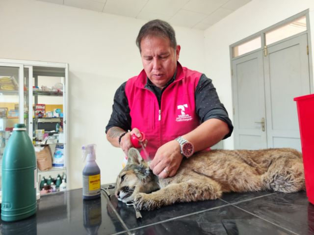 Puma cachorro rescatado por la Unidad de Zoonosis