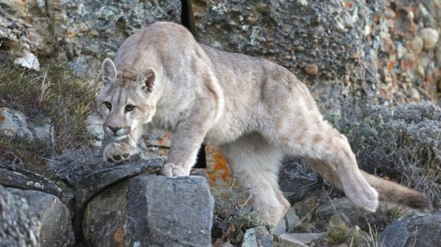 Pumas agregan temor a la zona alta de Tarija