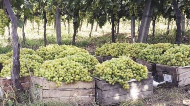 Producción de Uva Crece Generando Optimismo en los Vitivinicultores de Tarija