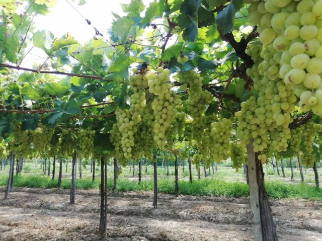 Productores de uva, vinos y singanis esperan recuperar pérdidas con vendimia 2024