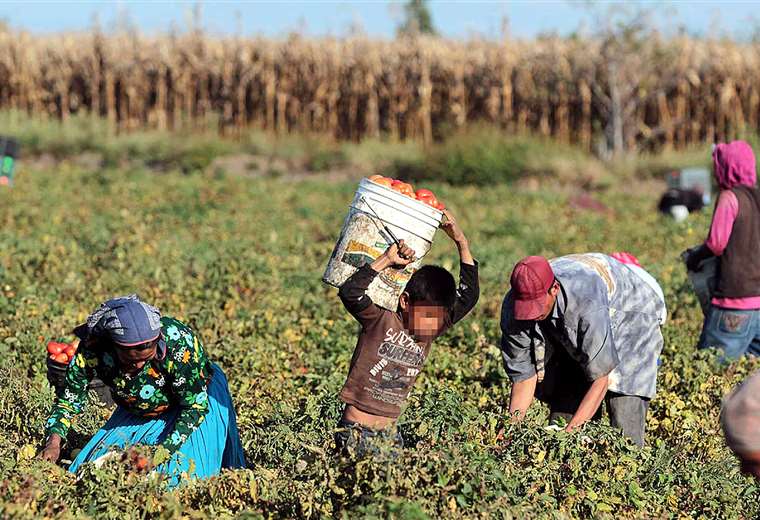 Trabajadores “golondrinas”: la explotación laboral de migrantes bolivianos en Argentina