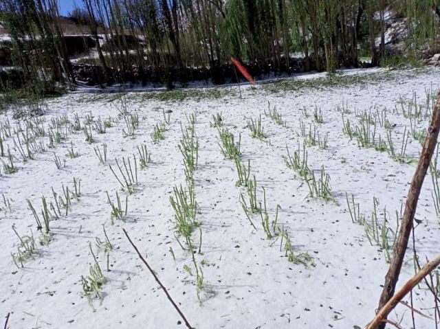 Granizada y sequía afectan a comunidades en Yunchará