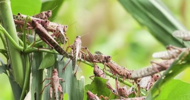 “Productores agrícolas de Yacuiba preocupados por la aparición de langostas voladoras en la Región Autónoma del Chaco”