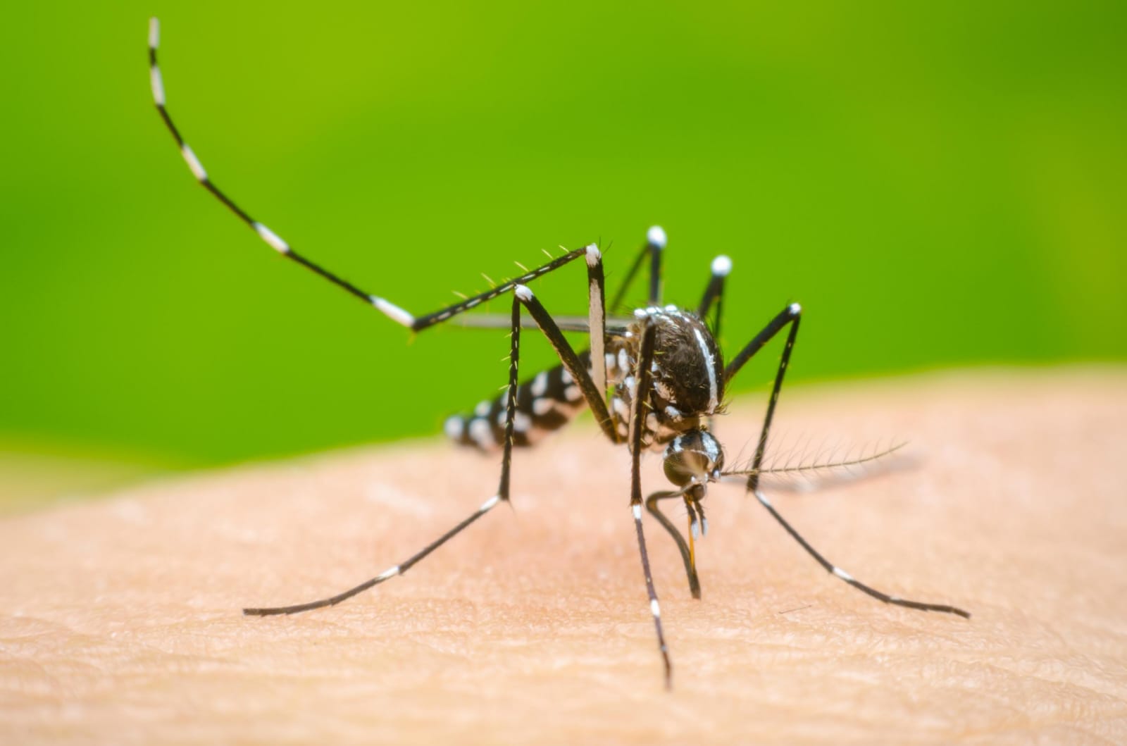 “El mosquito ‘jailón’ no se cría en agua sucia, aclaran autoridades”