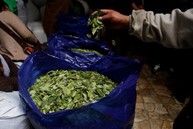 El comercio ilegal de hoja de coca en Tarija se convierte en un negocio lucrativo