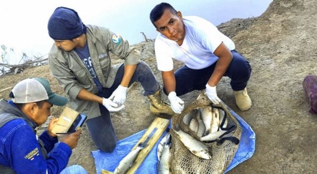 Descubrimiento de peces punteros en el río Pilcomayo podría levantar veda de pesca