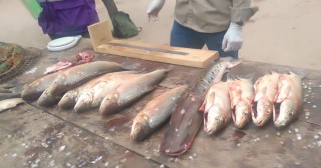 Equipo técnico evalúa levantar veda de pesca en río Pilcomayo