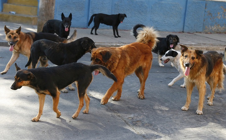La problemática de los perros vagabundos en Tarija: un desafío para la seguridad pública.