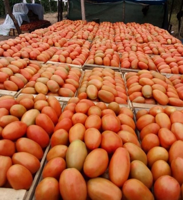“El precio del tomate se dispara en Tarija”
