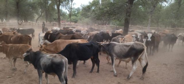 Dos casos de rabia bovina en San Lorenzo, Tarija