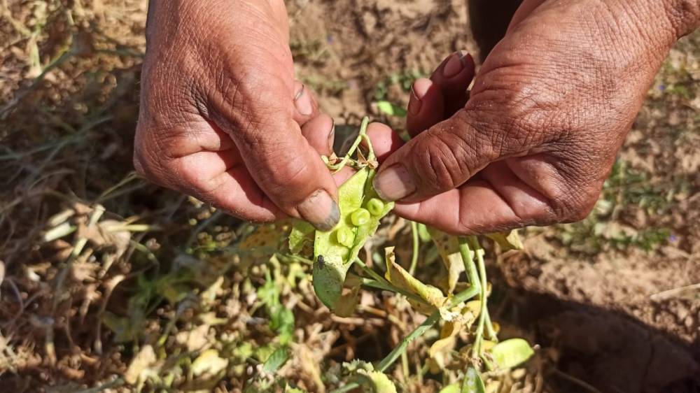 Helada Devastadora Arrasa Cultivos en Tarija: Agricultores en Crisis Piden Ayuda Urgente