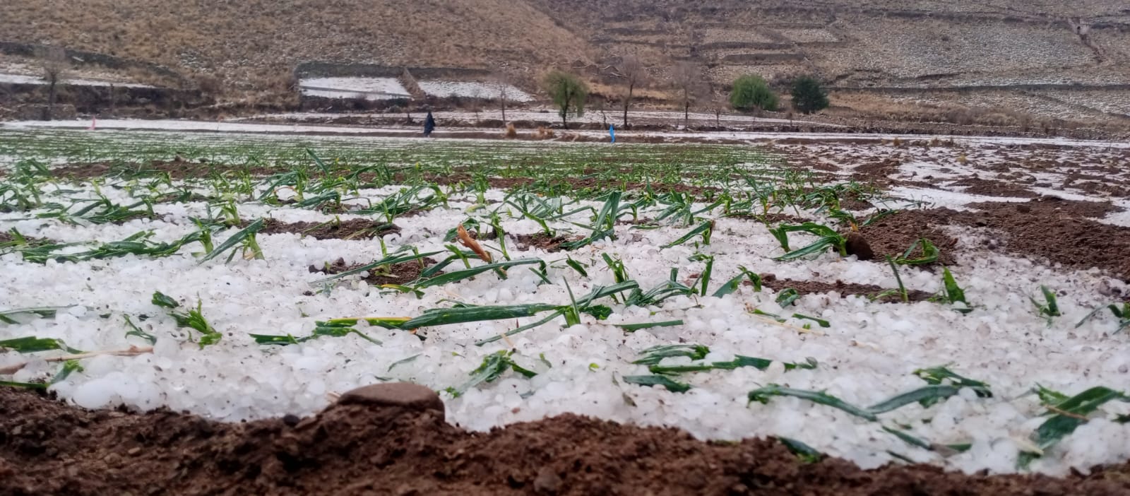 El Puente en Crisis: Granizada Devasta Cultivos y Agrava la Sequía en la Región