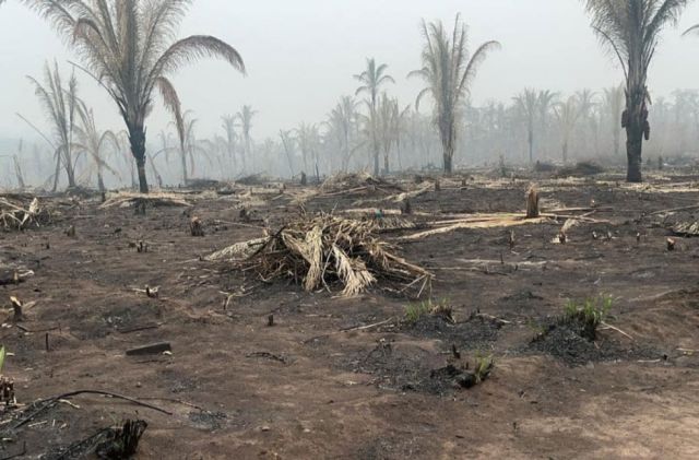 **Incendios Forestales Devastan el Gran Chaco y Amazonía: Crisis Ambiental y Humanitaria en Bolivia, Paraguay y Brasil**