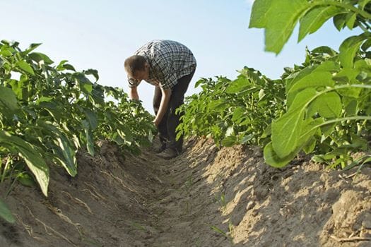 Exdirigente Campesino Luis Alfaro Arias Alerta sobre la Crisis Agrícola y Migración Rural en Bolivia