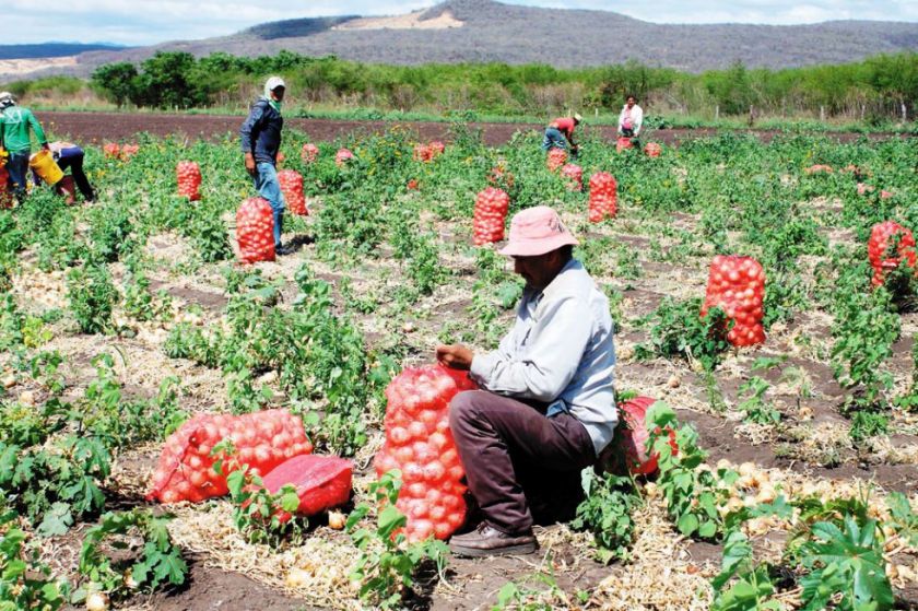 Productores de Cebolla de Bolivia se Preparan para Nueva Cosecha: Reunión Clave con Comerciantes