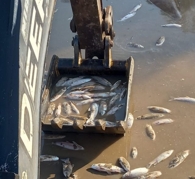 Alarma en el río Pilcomayo: Mortandad masiva de peces preocupa a la comunidad Weenhayek