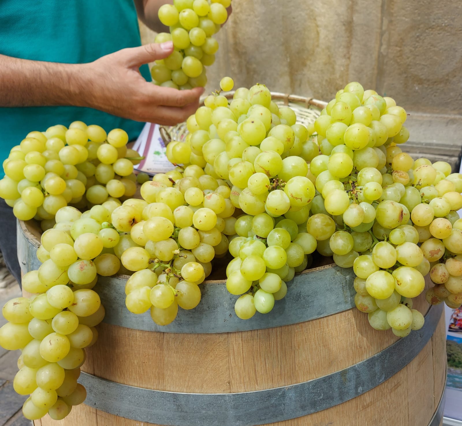 Viticultores de Tarija enfrentan crisis por aumento de costos y escasez de insumos en temporada de lluvias