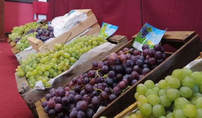 Granizada Devastadora Afecta Cultivos de Uva en Tarija: Viticultores Piden Ayuda y Refinanciamiento