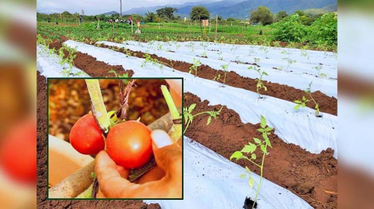 Iniaf impulsa desarrollo de nuevas variedades de tomate para potenciar la producción nacional de semillas