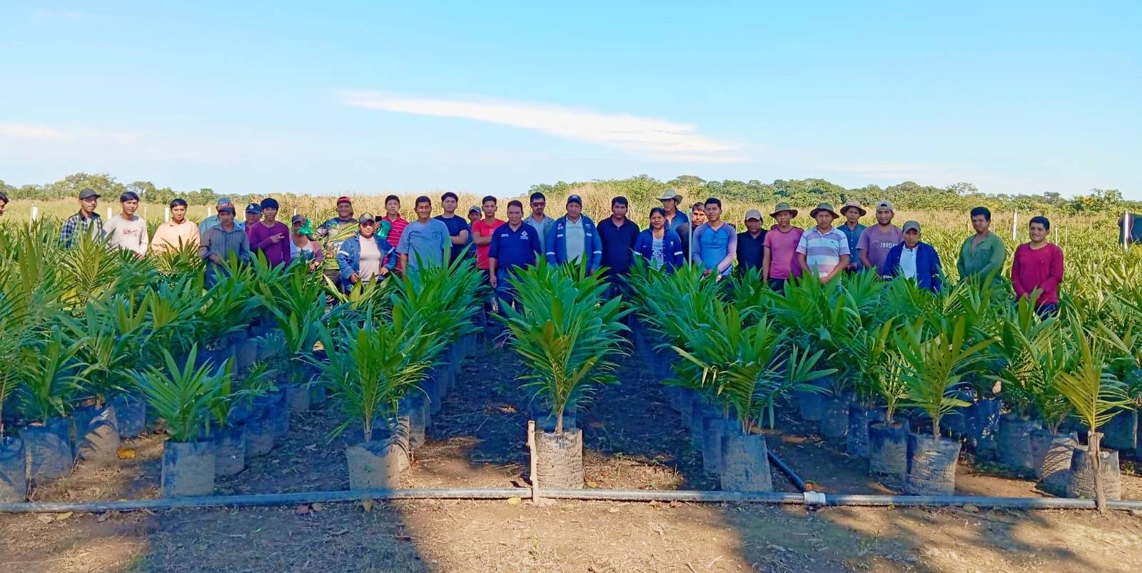 Entrega de plantines de palma aceitera impulsa la producción local en Patujú, Bolivia