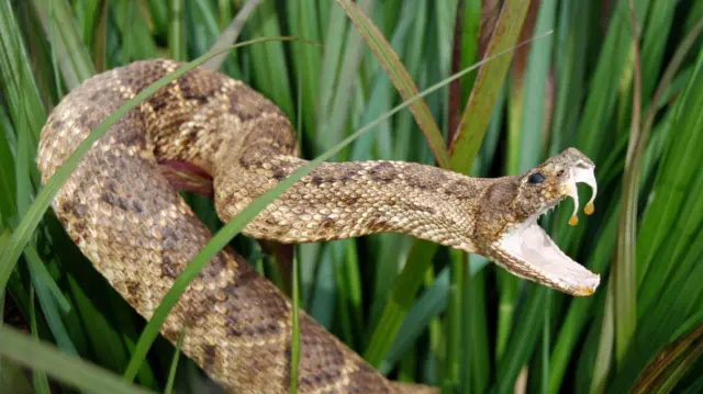 La sangre de un hombre que se inyectó veneno de serpiente durante años podría ser clave para un antídoto universal.