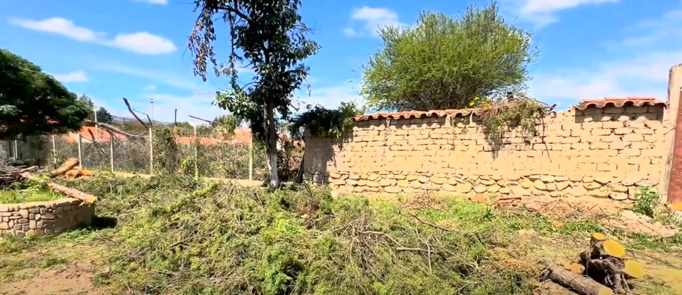 Gobernación de Tarija inicia proceso legal contra municipio de San Lorenzo por tala indiscriminada de árboles.