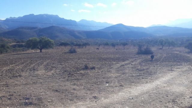 Heladas en Tarija exponen vulnerabilidad agrícola y piden apoyo estructural ante insuficientes medidas