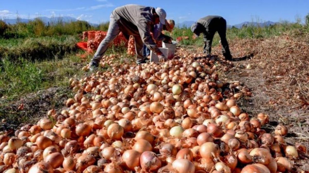 El Puente intensifica lucha contra contrabando de cebolla para proteger agricultores y consumidores