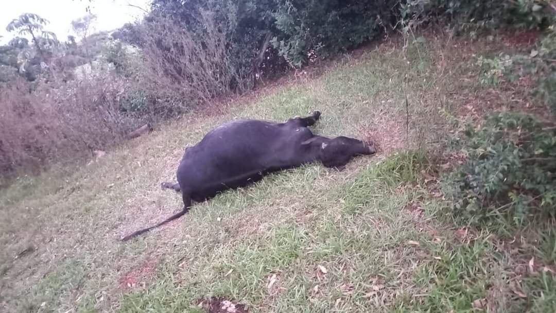 Clostridiosis causa mortandad masiva de ganado en Villa Montes, alertan sobre fallas en vacunación y alimentación