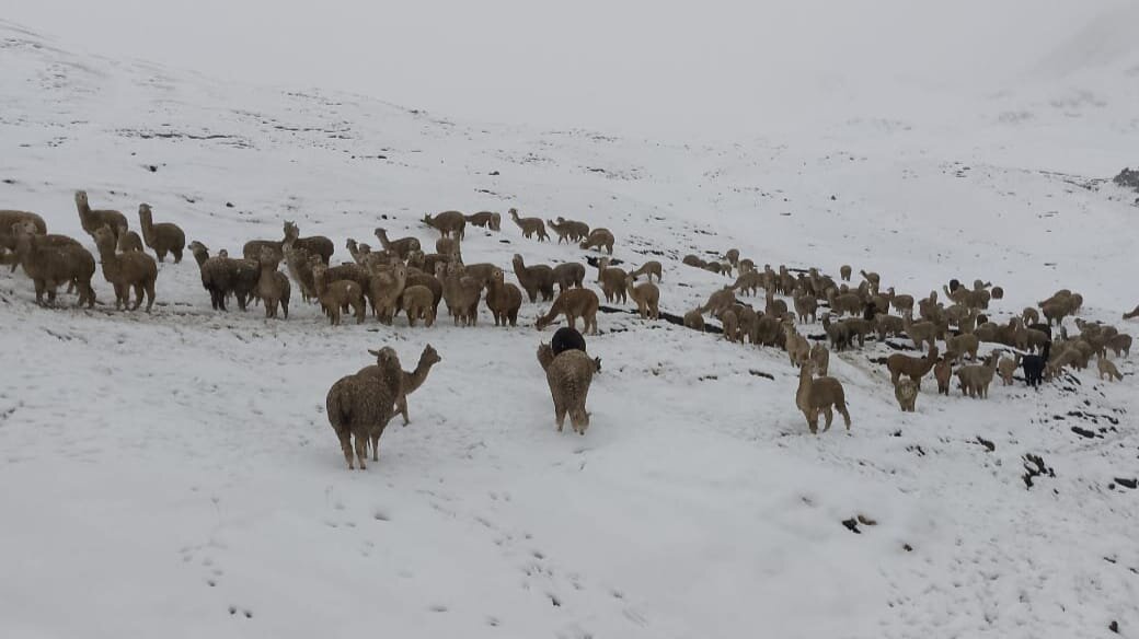 Nevada de cinco días en Cocapata afecta a ocho comunidades y causa la muerte de mil quinientos animales