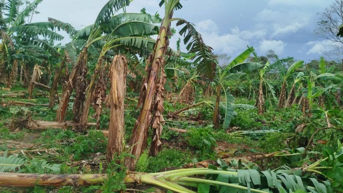 Vientos y Lluvias Intensas Azotan el Trópico Cochabambino Provocando Alertas y Daños