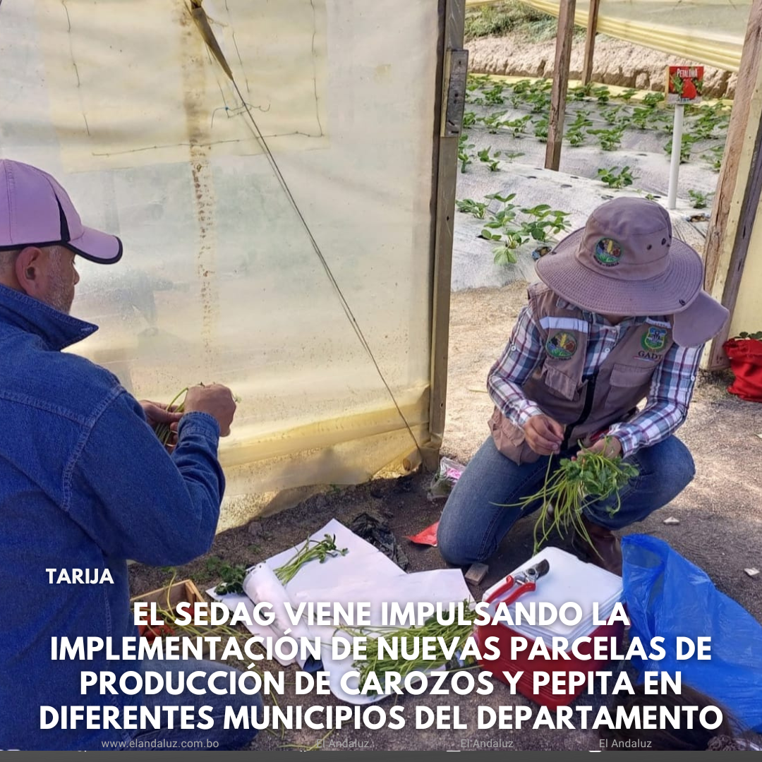 SEDAG impulsa nuevas parcelas de producción de carozos y pepita en el departamento