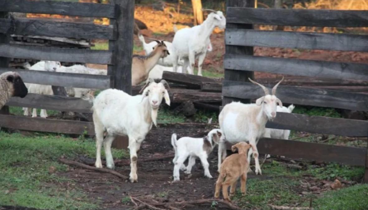 Venganza familiar deja 45 chivos muertos a golpes en Potosí Policía investiga biocidio y busca al agresor