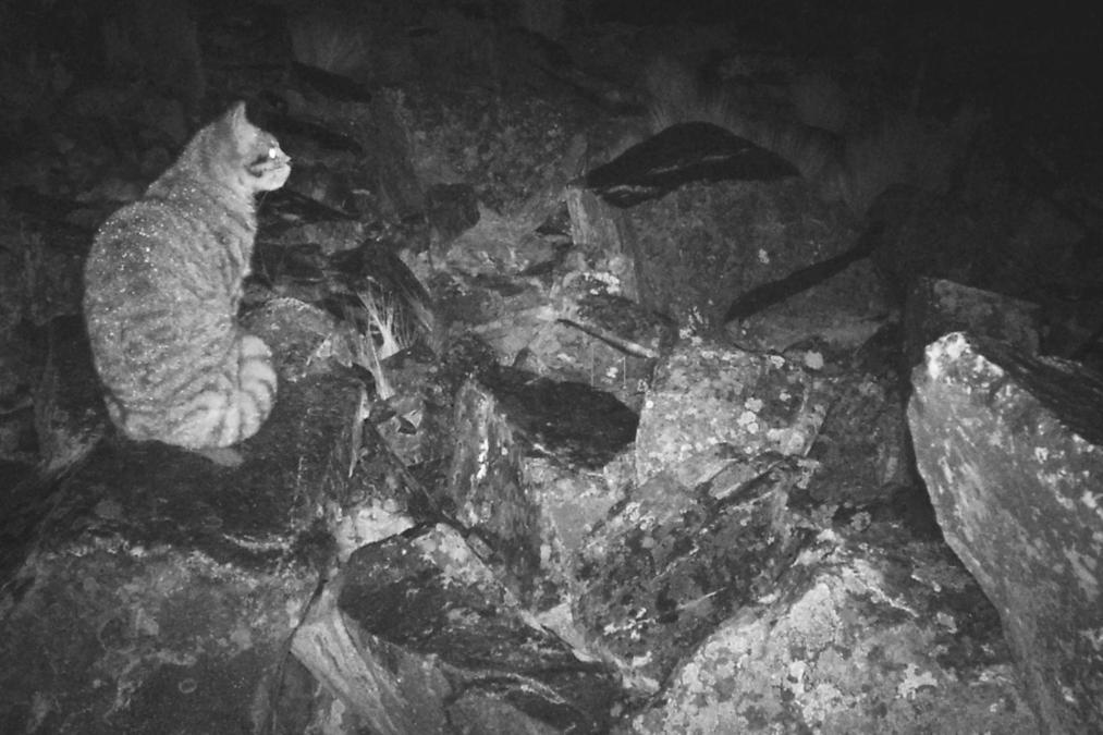Gato andino en peligro de extinción busca protección urgente en Bolivia su rol espiritual amenaza su supervivencia
