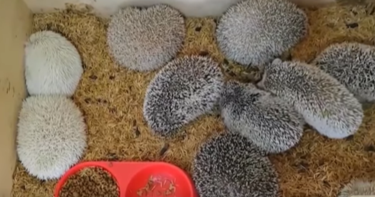 Pofoma detiene tráfico ilegal de loros y erizos en operativos de rescate animal