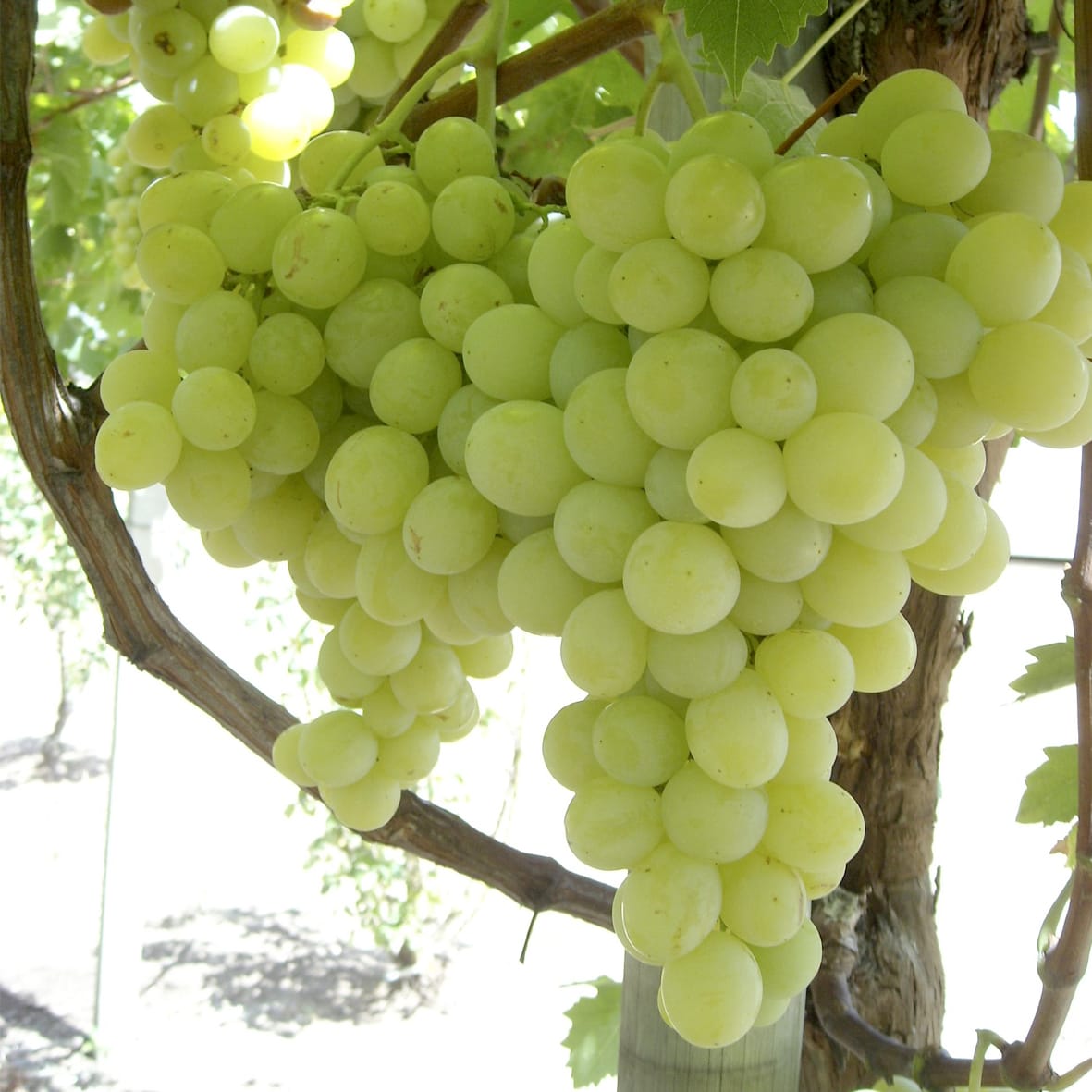 Tarija Celebra Cosecha Histórica de Uva Moscatel Impulsando Economía Regional