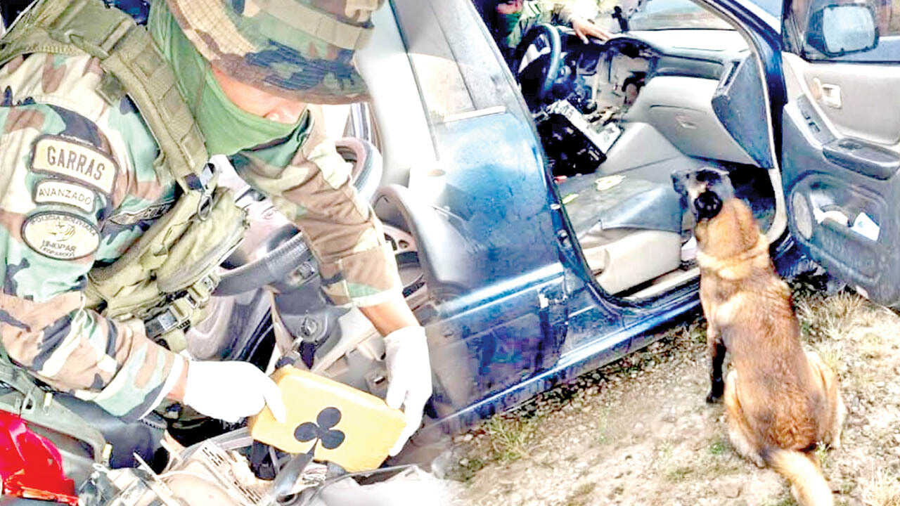 Perro antidrogas Isak halla estupefacientes ocultos en tablero de vehículo dos personas arrestadas Perro antidrogas Isak halla estupefacientes ocultos en tablero de vehículo dos personas arrestadas