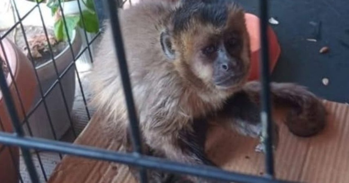 Rescate de dos monos en pleno centro de Sucre conmociona a habitantes