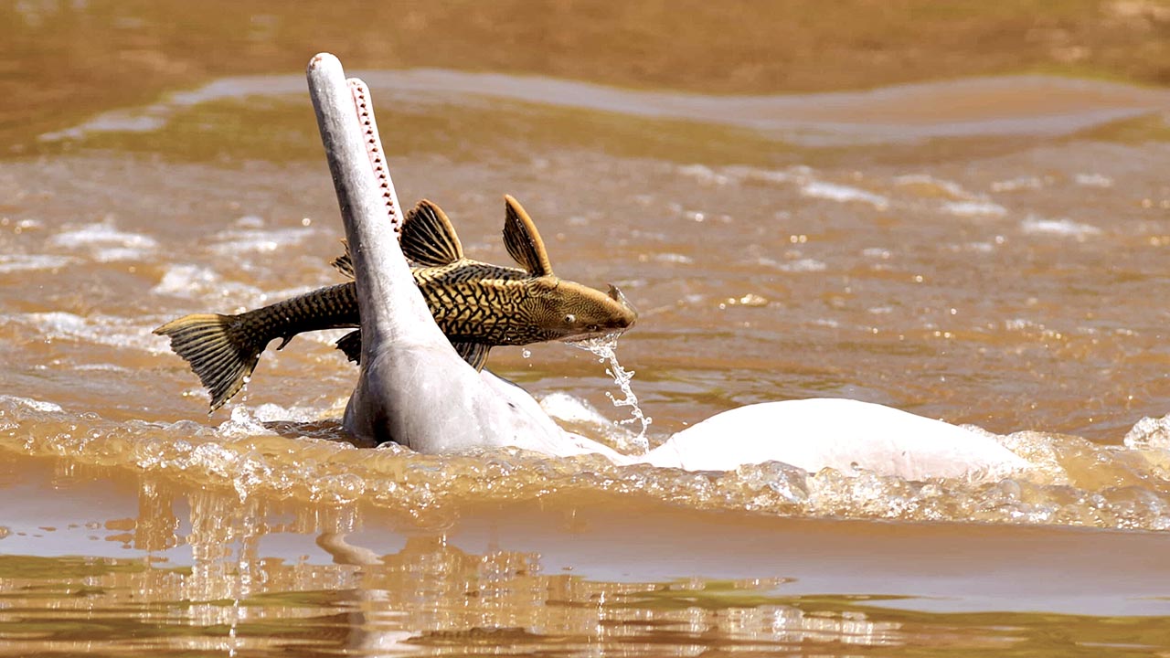 Gobernación promulga ley para proteger y conservar al bufeo amazónico
