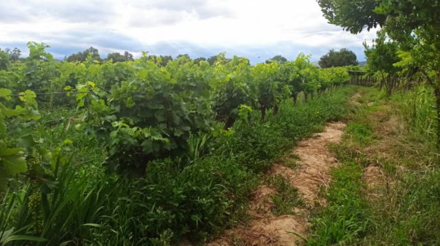 Cambio climático amenaza 1,5 millones de toneladas de uva en Tarija producción vitivinícola en peligro