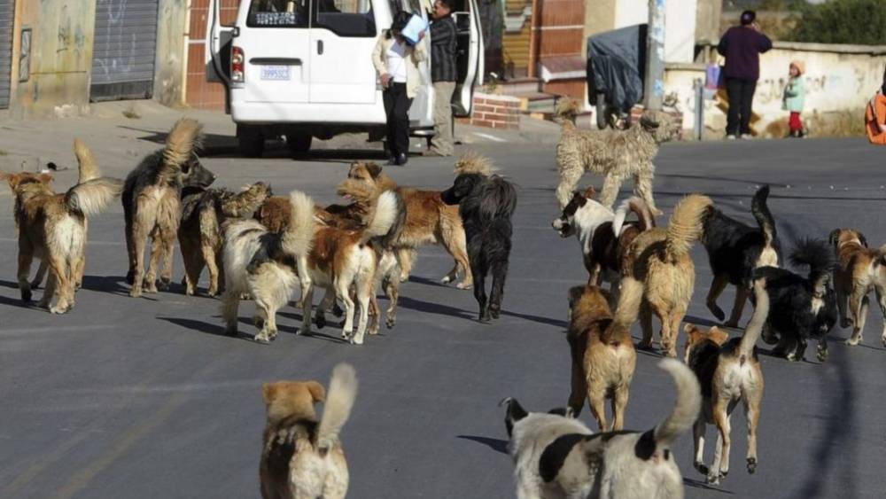 Sedes lanza campaña masiva de vacunación antirrábica para perros y gatos hasta fin de mes